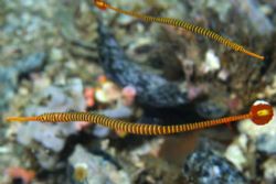 Pair of orange banded pipefish. Philippines Got a headach... by Andre Seale 